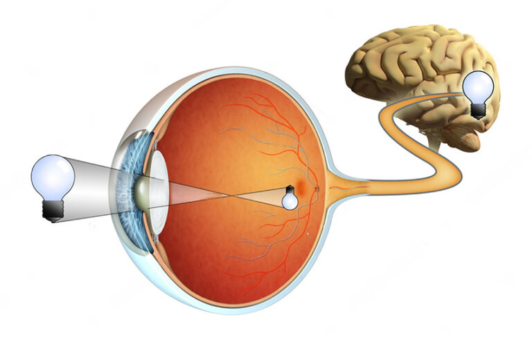 Visual Perception Theory: How the Human Eye and Brain Shape Effective ...